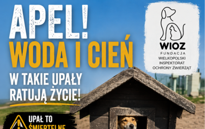 Zdjęcie do UPAŁY - ZWIERZĘTA - REAGUJMY - INFORMUJMY!