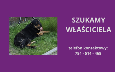 Zdjęcie do Poszukiwany właściciel psa.