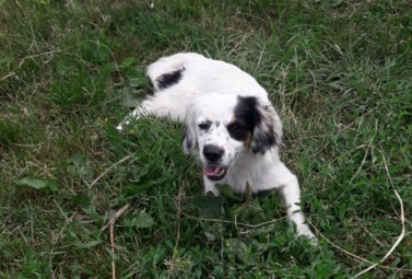 Zdjęcie do UWAGA - szukamy właściciela pupila.