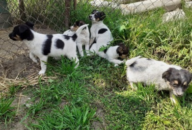 Zdjęcie do SZCZENIAKI DO ADOPCJI