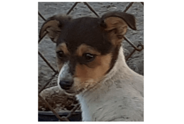 Zdjęcie do SZCZENIAK DO ADOPCJI