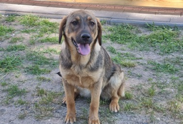 Zdjęcie do Ważna informacja - pies do adopcji 
