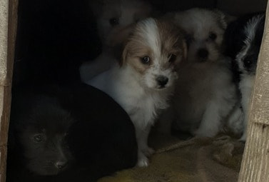 Zdjęcie do Podziękowanie za adopcję szczeniąt.